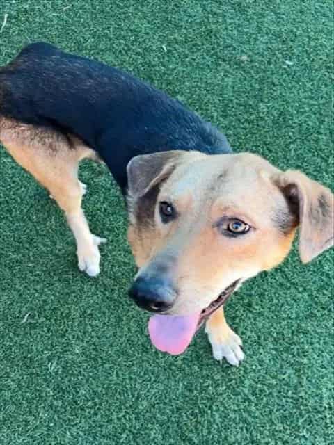 Photo of Moon, adoptable Mixed Breed