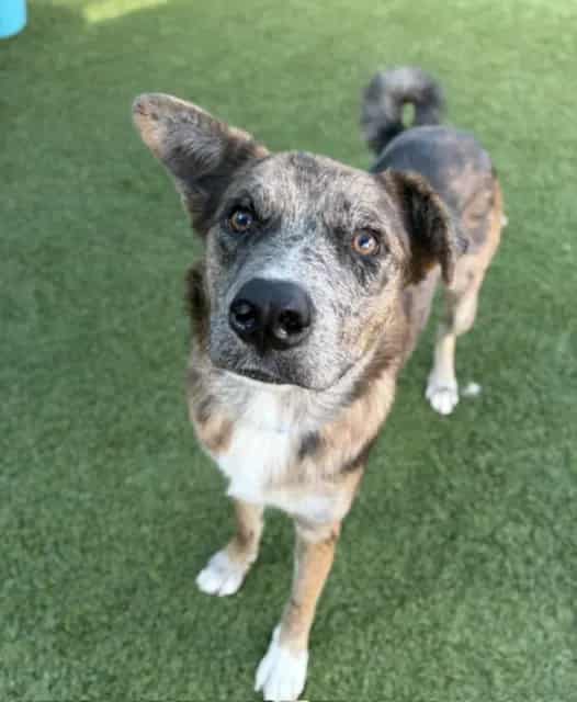Photo of Shadow, adoptable Mixed Breed