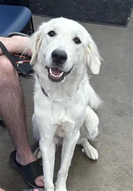 Photo of Dodie, adoptable Mixed Breed