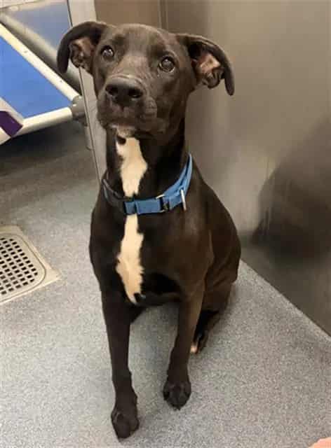 Photo of Smiles, adoptable Mixed Breed