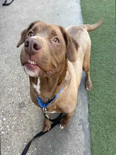 Photo of Clover, adoptable Mixed Breed