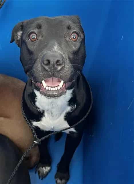 Photo of Stormy, adoptable Mixed Breed