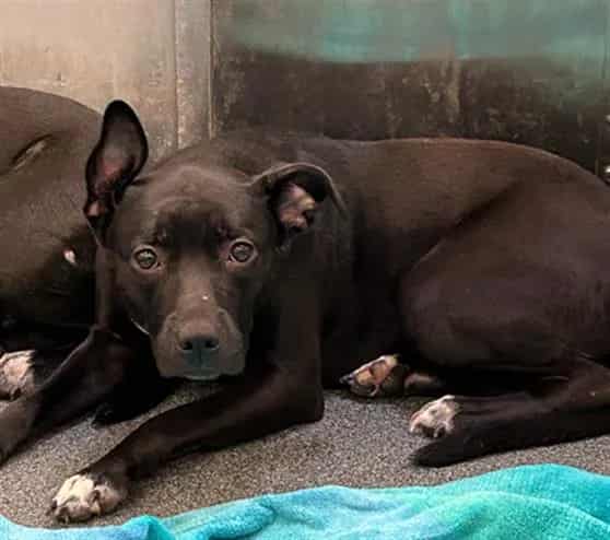 Photo of Susan, adoptable Mixed Breed