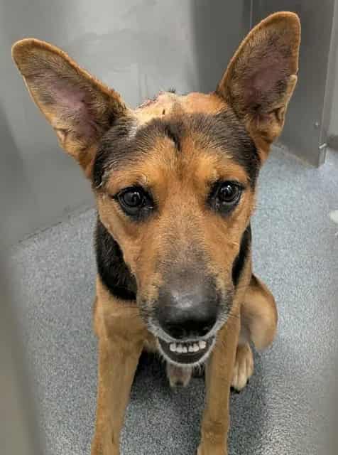 Photo of Dude, adoptable Mixed Breed