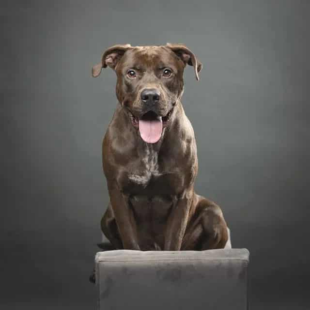 Photo of T-Bo, adoptable Mixed Breed