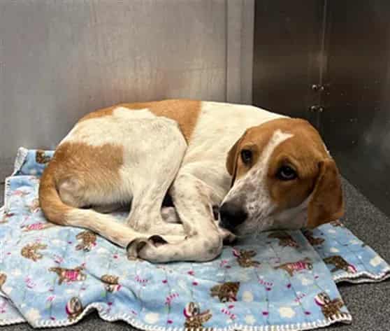Photo of Oak, adoptable Mixed Breed