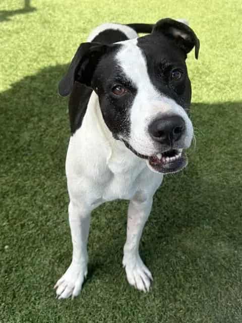 Photo of Cookie, adoptable Mixed Breed