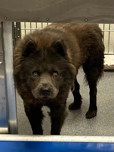 Photo of Stephen, adoptable Chow Chow mix