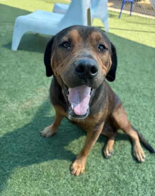 Photo of Raya, adoptable Mixed Breed