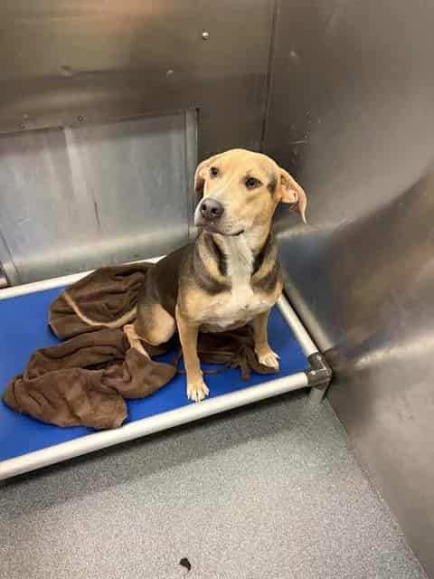 Photo of Macy, adoptable Mixed Breed