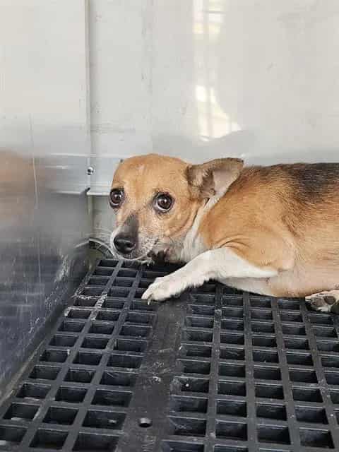 Photo of Mustard, adoptable Mixed Breed
