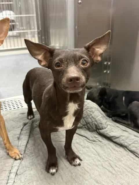 Photo of Aioli, adoptable Mixed Breed