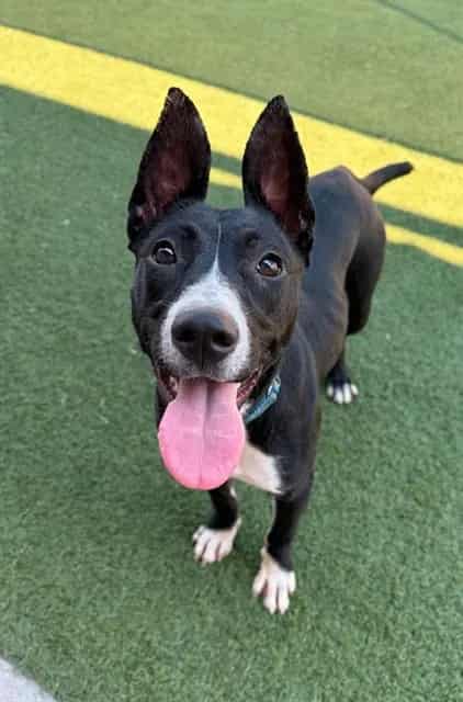 Photo of Princess, adoptable Mixed Breed