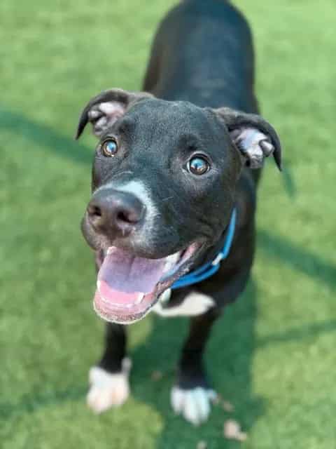 Photo of Marvin, adoptable Mixed Breed mix