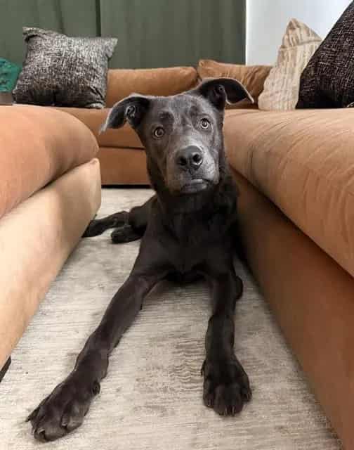 Photo of Cooper, adoptable Mixed Breed