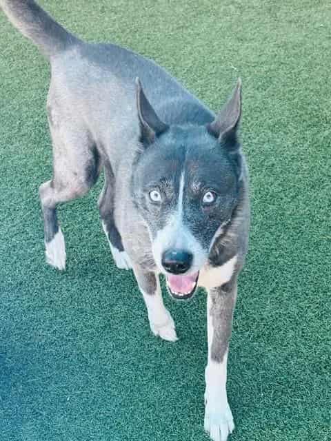 Photo of Hunter, adoptable Mixed Breed