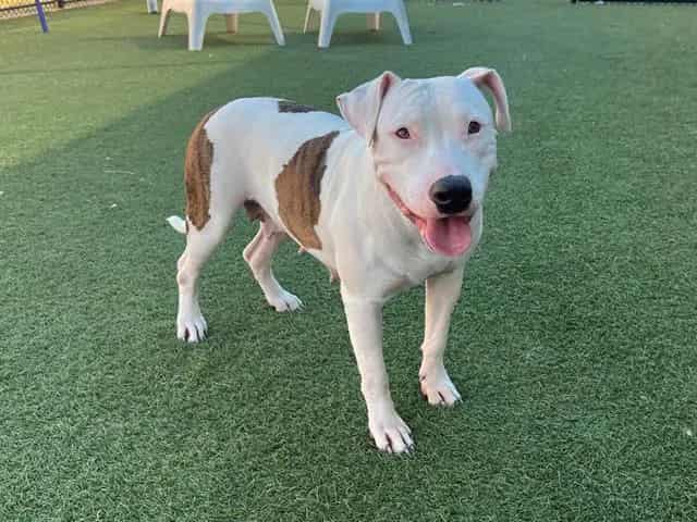 Photo of Candy, adoptable Mixed Breed