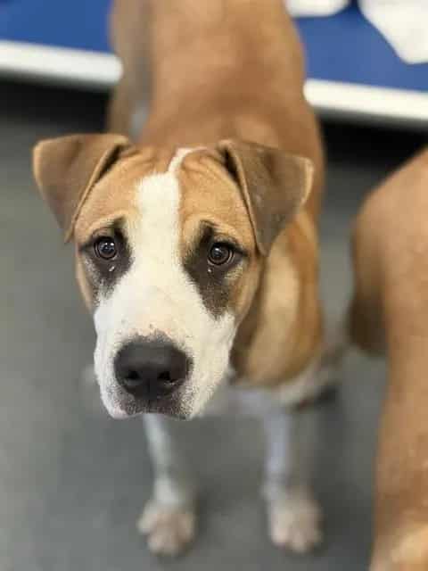 Photo of MR, adoptable Mixed Breed