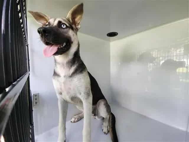 Photo of Senior German Shepherd Dog and Alaskan Husky, adoptable German Shepherd Dog and Alaskan Husky in Houston, Texas