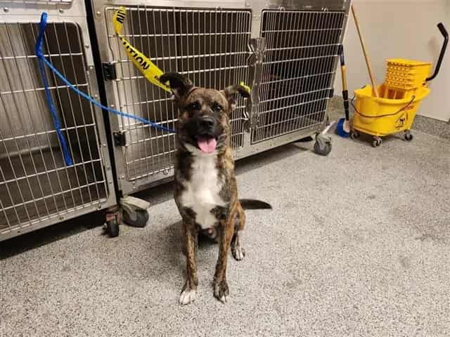 Photo of Senior Plott Hound mix, adoptable Plott Hound mix in Houston, Texas