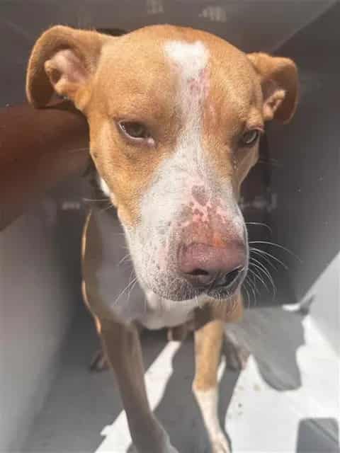 Photo of Senior Pit Bull Terrier, adoptable Pit Bull Terrier in Houston, Texas