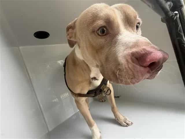 Photo of Senior Pit Bull Terrier, adoptable Pit Bull Terrier in Houston, Texas