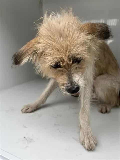 Photo of Lori, adoptable Cairn Terrier mix in Houston, Texas