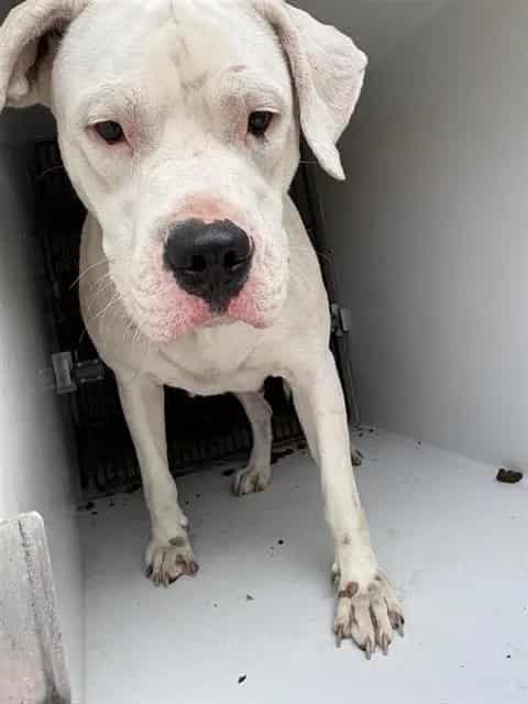 Photo of Senior Boxer and Dogo Argentino, adoptable Boxer and Dogo Argentino in Houston, Texas