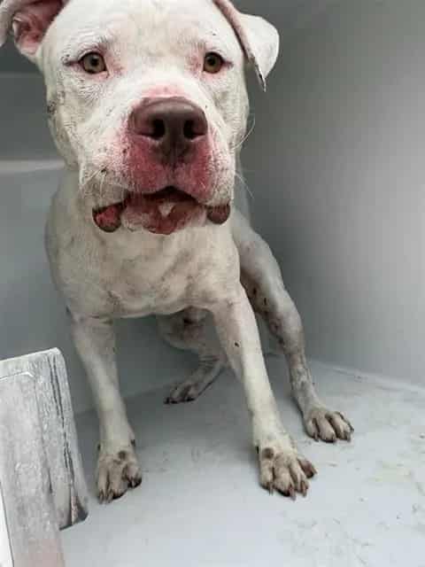 Photo of Senior Boxer and Dogo Argentino, adoptable Boxer and Dogo Argentino in Houston, Texas
