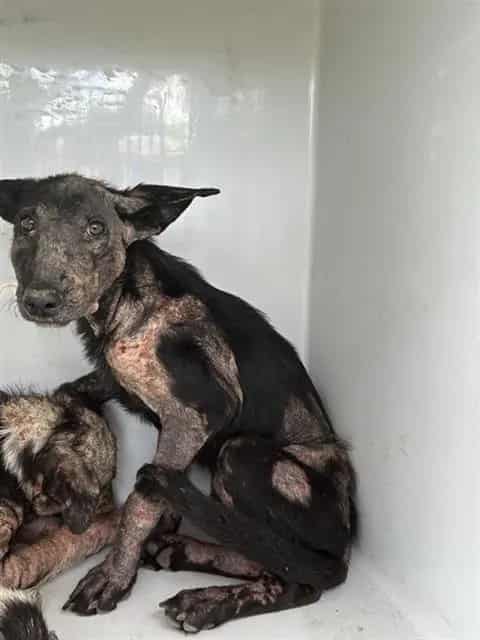 Photo of Senior German Shepherd Dog mix, adoptable German Shepherd Dog mix in Houston, Texas