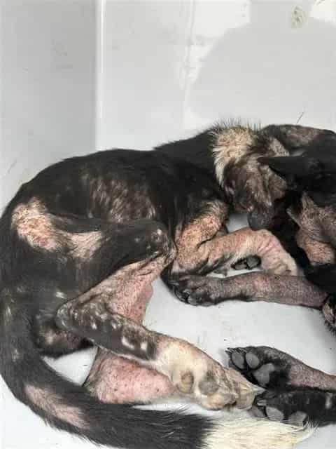 Photo of Senior German Shepherd Dog mix, adoptable German Shepherd Dog mix in Houston, Texas