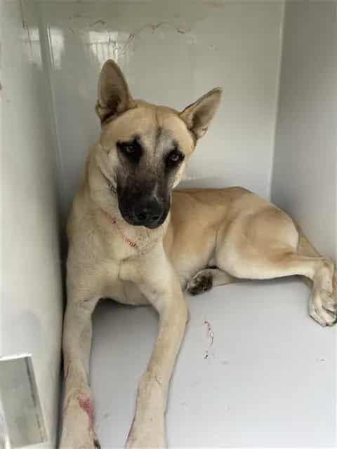 Photo of Senior German Shepherd Dog, adoptable German Shepherd Dog in Houston, Texas