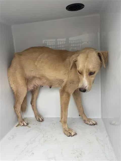 Photo of Senior German Shepherd Dog and Black Mouth Cur, adoptable German Shepherd Dog and Black Mouth Cur in Houston, Texas