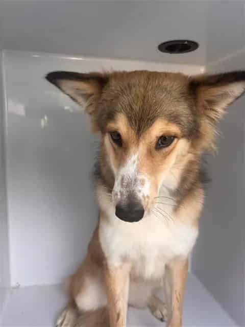 Photo of Senior Collie - Smooth, adoptable Collie - Smooth in Houston, Texas