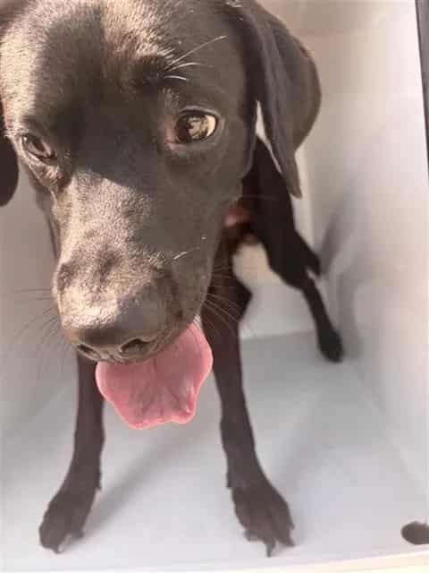 Photo of Senior Labrador Retriever, adoptable Labrador Retriever in Houston, Texas