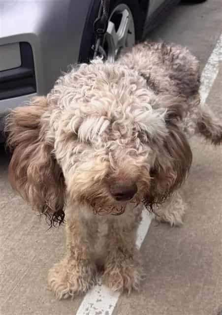 Photo of Senior Poodle - Standard mix, adoptable Poodle - Standard mix in Houston, Texas