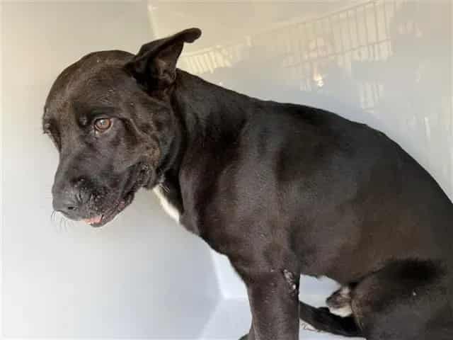 Photo of Senior Pit Bull Terrier mix, adoptable Pit Bull Terrier mix in Houston, Texas