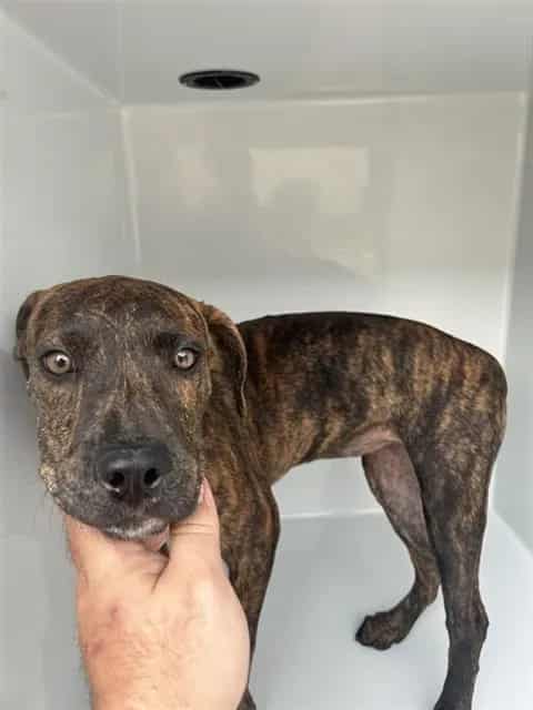 Photo of Senior Plott Hound mix, adoptable Plott Hound mix in Houston, Texas