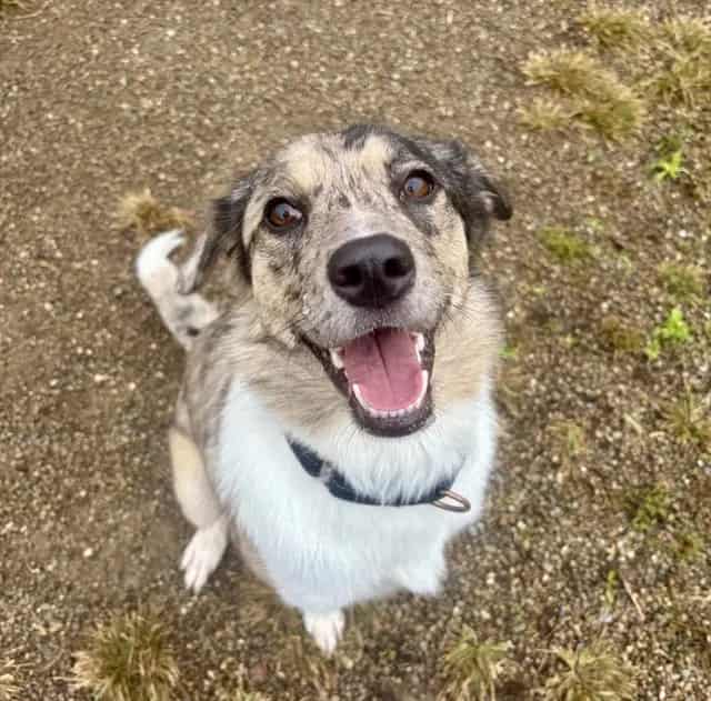 Photo of Kitten, adoptable Anatolian Shepherd in Center Township, Pennsylvania