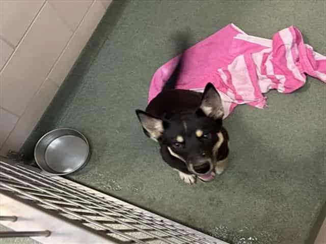 Photo of Chiffon, adoptable Mixed Breed in Santa Fe, New Mexico