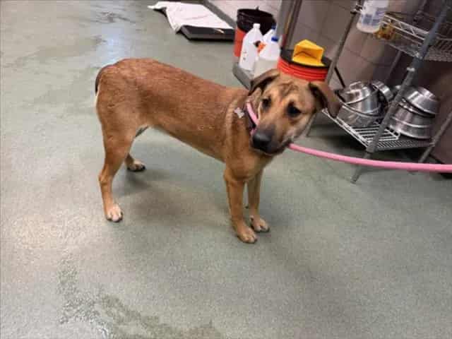 Photo of Copper, adoptable Mixed Breed in Santa Fe, New Mexico