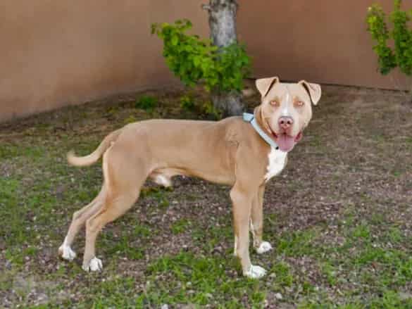 Photo of Cider, adoptable Mixed Breed in Santa Fe, New Mexico