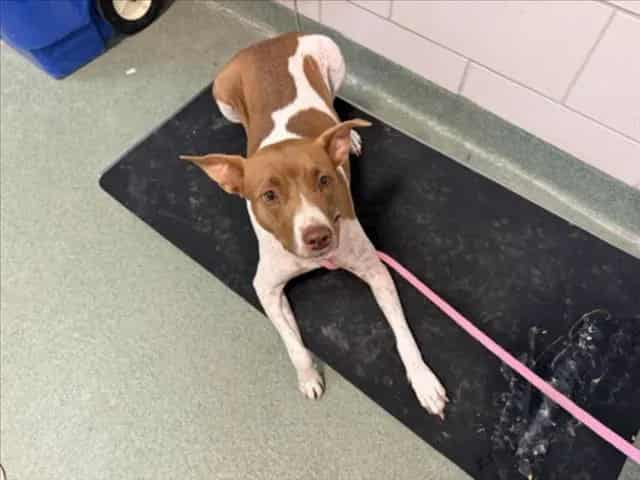 Photo of Tiramisu, adoptable Mixed Breed in Santa Fe, New Mexico