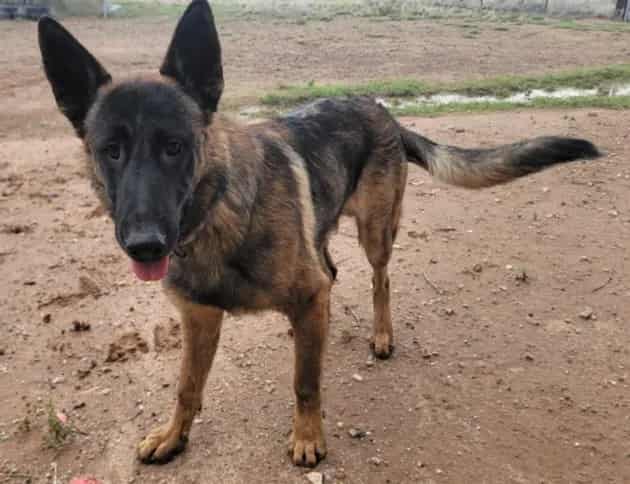 Photo of Kanaka, adoptable Mixed Breed in Santa Fe, New Mexico