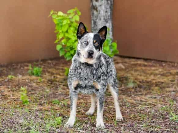 Photo of Erwin, adoptable Mixed Breed in Santa Fe, New Mexico