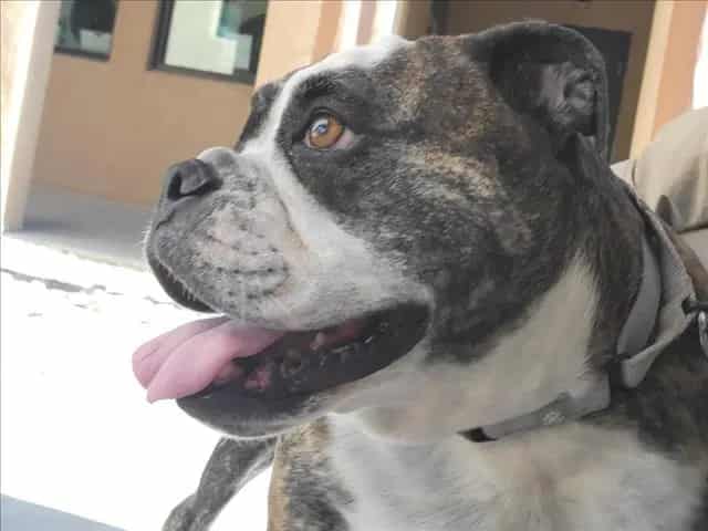 Photo of Lilibet, adoptable Mixed Breed in Santa Fe, New Mexico