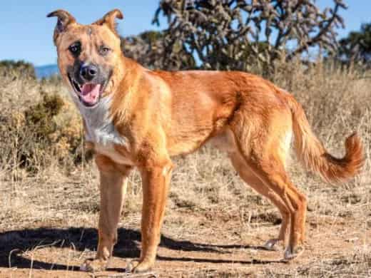 Photo of Jack, adoptable Mixed Breed in Santa Fe, New Mexico
