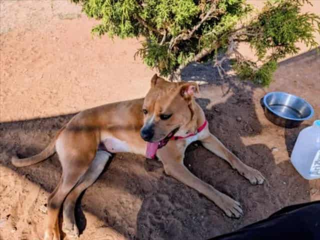 Photo of Henrietta, adoptable Mixed Breed in Santa Fe, New Mexico