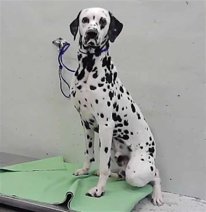 Photo of Astro, adoptable Dalmatian in Houston, Texas