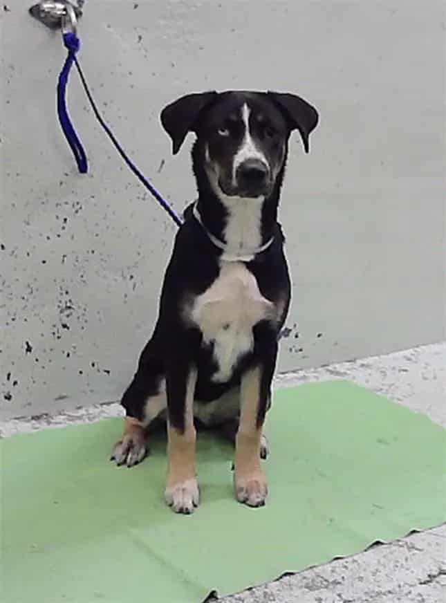 Photo of Luna, adoptable Staffordshire Bull Terrier mix in Houston, Texas